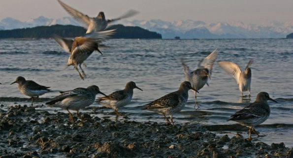 rock-sandpipers-at-eagle-beach-juneau