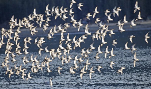 rock-sandpipers-bottom-view