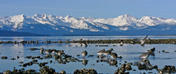 rock-sandpipers-eagle-beach-juneau
