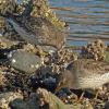 rock-sandpipers-feeding-sheep-creek-march-22-2014