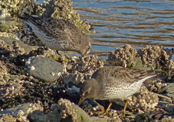 rock-sandpipers-feeding-sheep-creek-march-22-2014