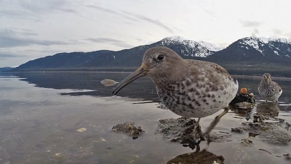 rock-sandpipers-gopro-video-grab-frame-2