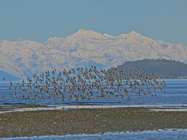 rock-sandpipers-in-flight-1