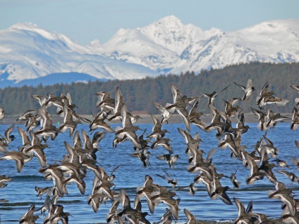 rock-sandpipers-in-flight-2