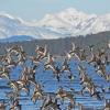 rock-sandpipers-in-flight-eagle-beach
