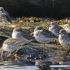 rock-sandpipers-in-march-juneau