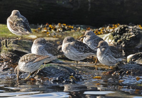 rock-sandpipers-in-march-juneau