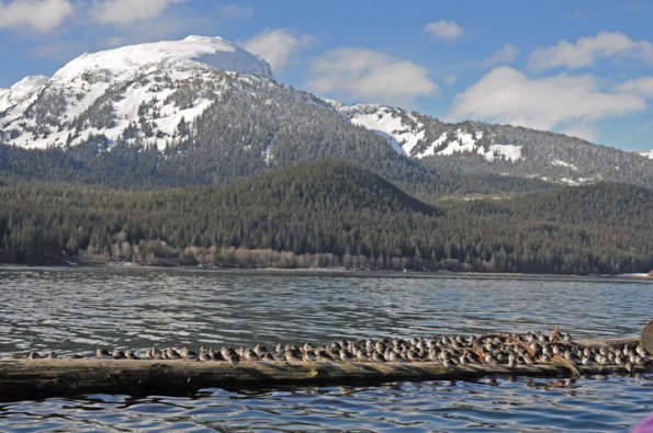 rock-sandpipers-resting-juneau-alaska