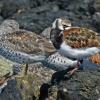 ruddy-turnstone-and-surfbird-sleeping