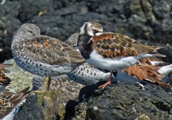 ruddy-turnstone-and-surfbird-sleeping