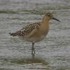 ruff-juvenile