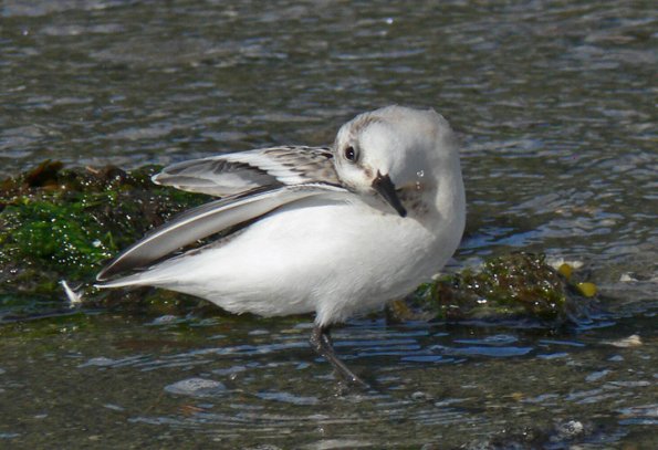 sanderling-grooming