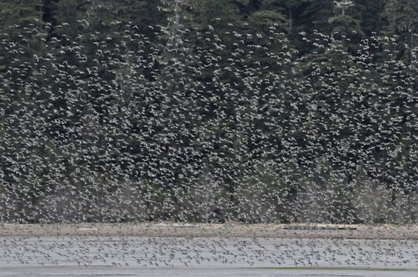 sandpipers-stikine-river