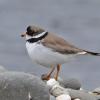 semipalmated-plover-2-adult