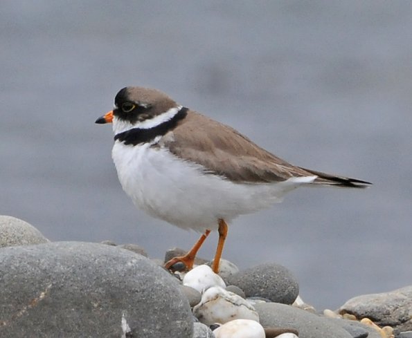 semipalmated-plover-2-adult