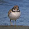 semipalmated-plover-adult
