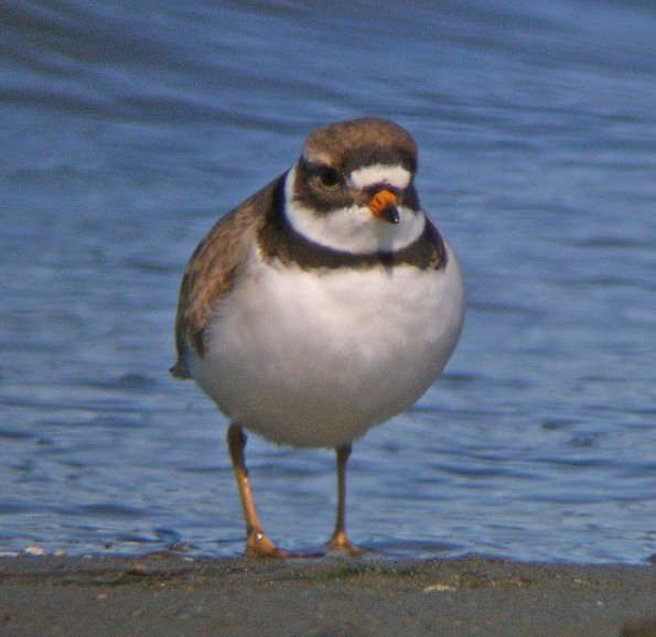 semipalmated-plover-adult