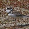 semipalmated-plover-juvenile