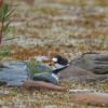 semipalmated-plover-on-nest-2