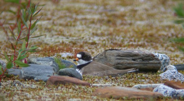 semipalmated-plover-on-nest-2
