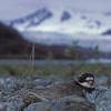 semipalmated-plover-on-nest-in-front-of-mend-glacier