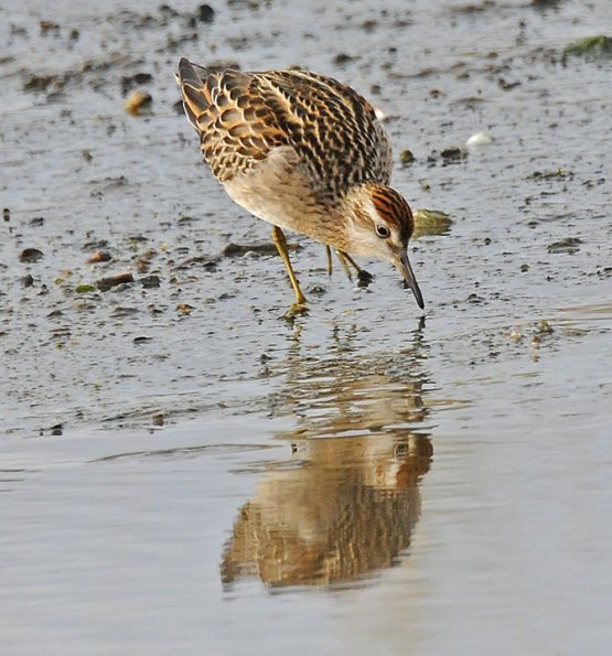 sharp-tailed-sandpiper-front-view