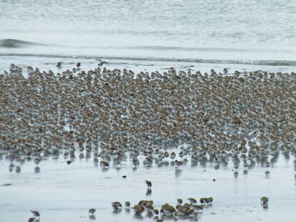 shorebirds-at-hartney-bay-cordova-with-raynox