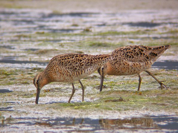 short-billed-dowitchers-feeding