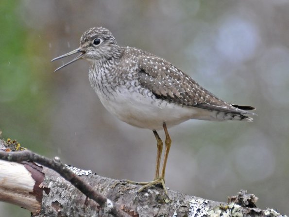 solitairy-sandpiper-adult-portrait