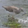 solitairy-sandpiper-feeding-on-caddisfly