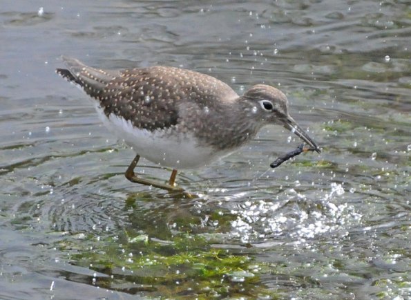 solitairy-sandpiper-feeding-on-caddisfly