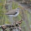 solitairy-sandpiper-juvenile