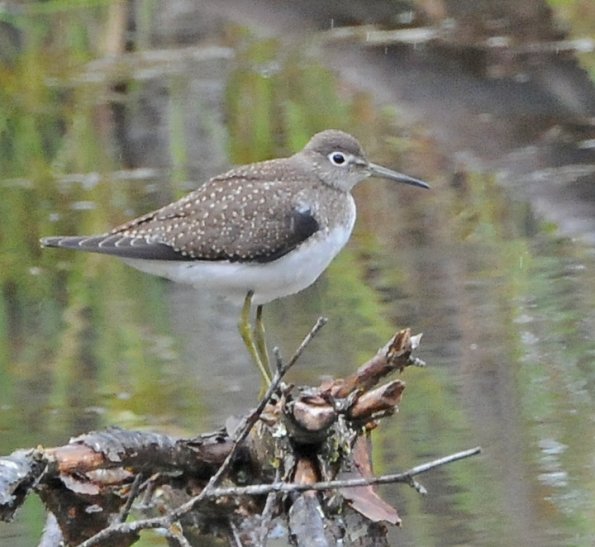 solitairy-sandpiper-juvenile