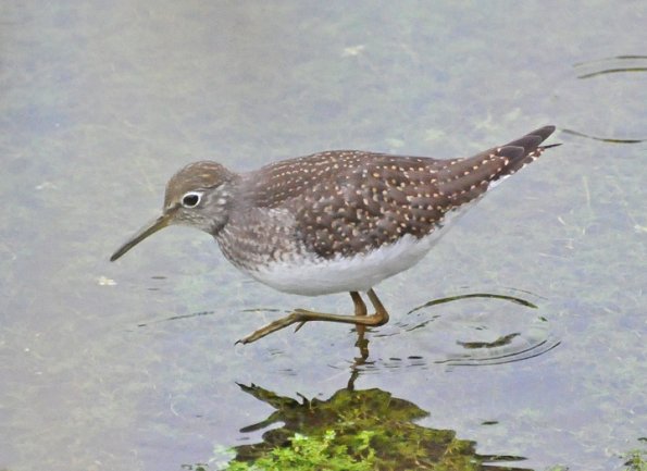 solitairy-sandpiper-portrait