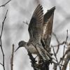 solitairy-sandpiper-with-wings-raised