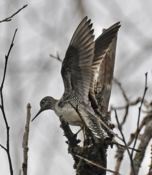 solitairy-sandpiper-with-wings-raised