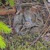 spotted-sandpiper-nest-along-kowee-creek