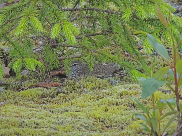 spotted-sandpiper-on-nest-along-kowee-creek