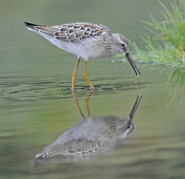 stilt-sandpiper