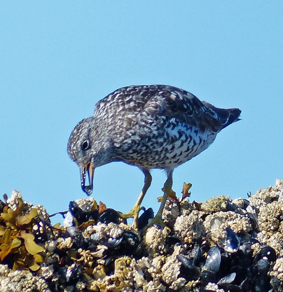 surfbird-eating-blue-mussel