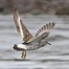 surfbird-in-flight-1