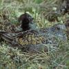 surfbird-on-nest