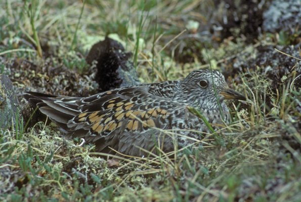 surfbird-on-nest