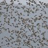 surfbirds-in-flight-3