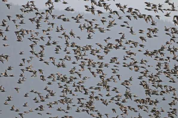 surfbirds-in-flight-3