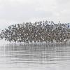 surfbirds-in-flight-4