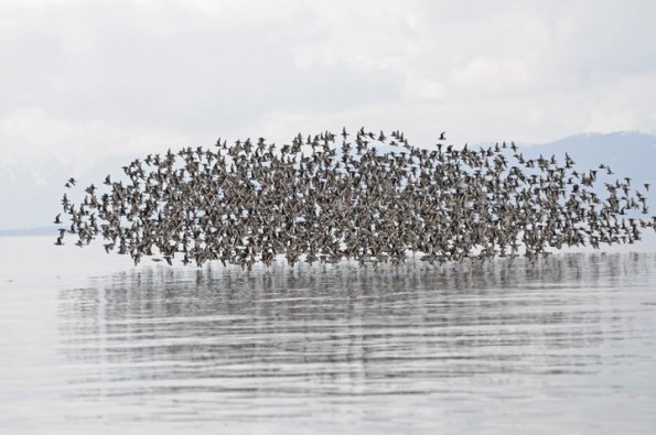 surfbirds-in-flight-4