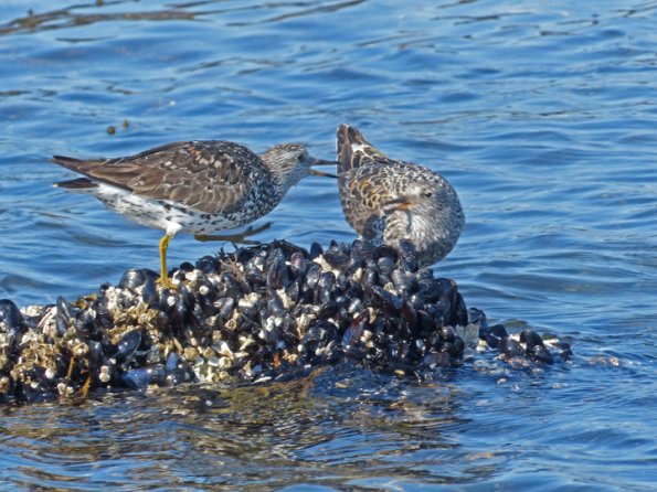 surfbirds-interacting
