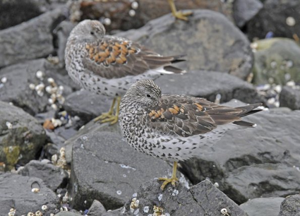 surfbirds-resting