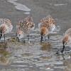 western-sandpipers-feeding